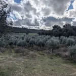 Foto de Finca rústica en Malpica de Tajo