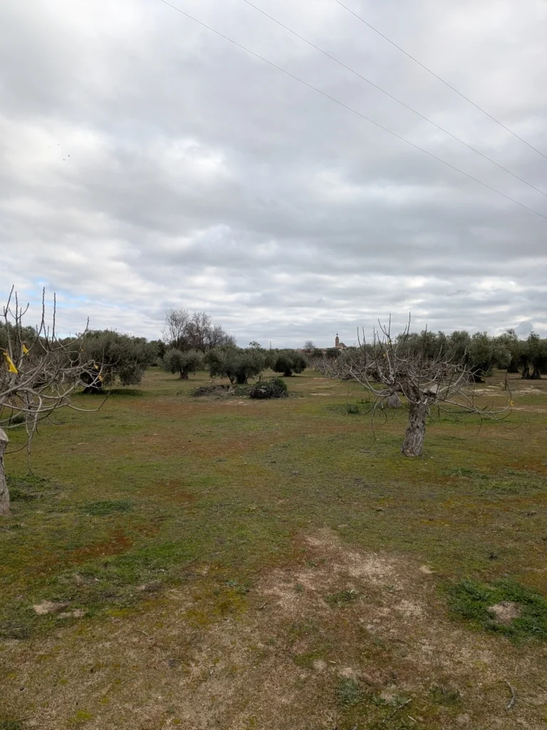 Foto de Finca de Higueras en Cebolla