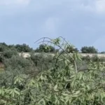 Foto de Finca de Regadío en Cebolla