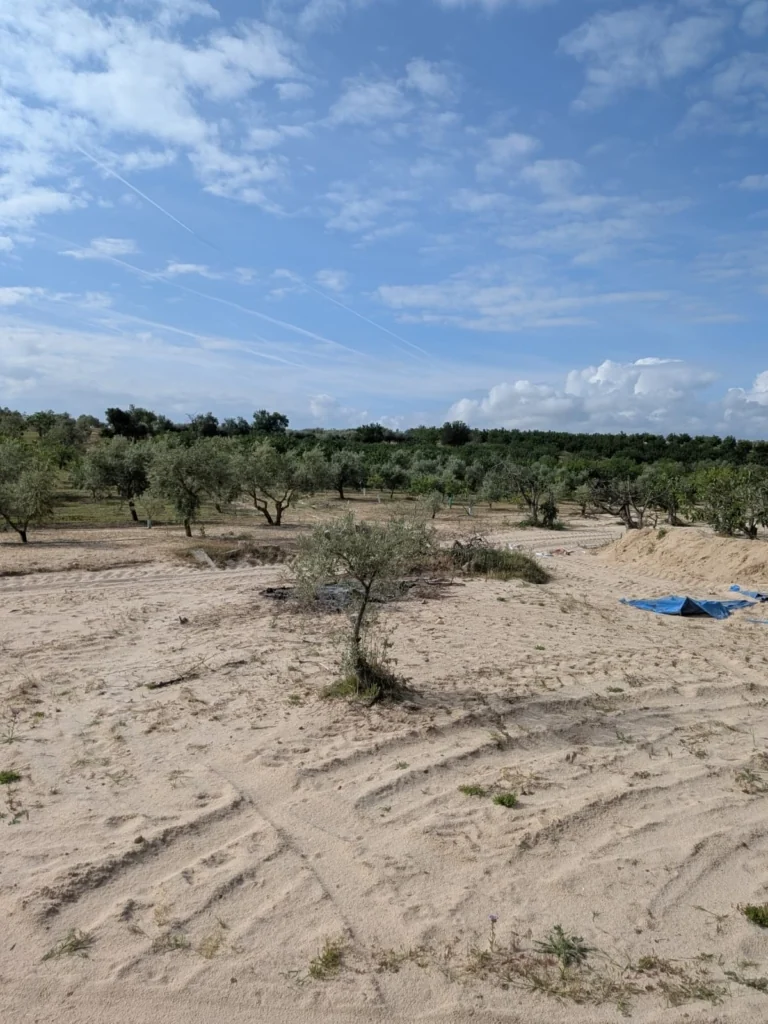 Foto de Finca de Regadío en Cebolla