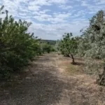 Foto de Finca de Regadío en Cebolla