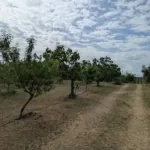 Foto de Finca de Regadío en Cebolla
