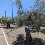 Foto de Labranza y olivar en Erustes